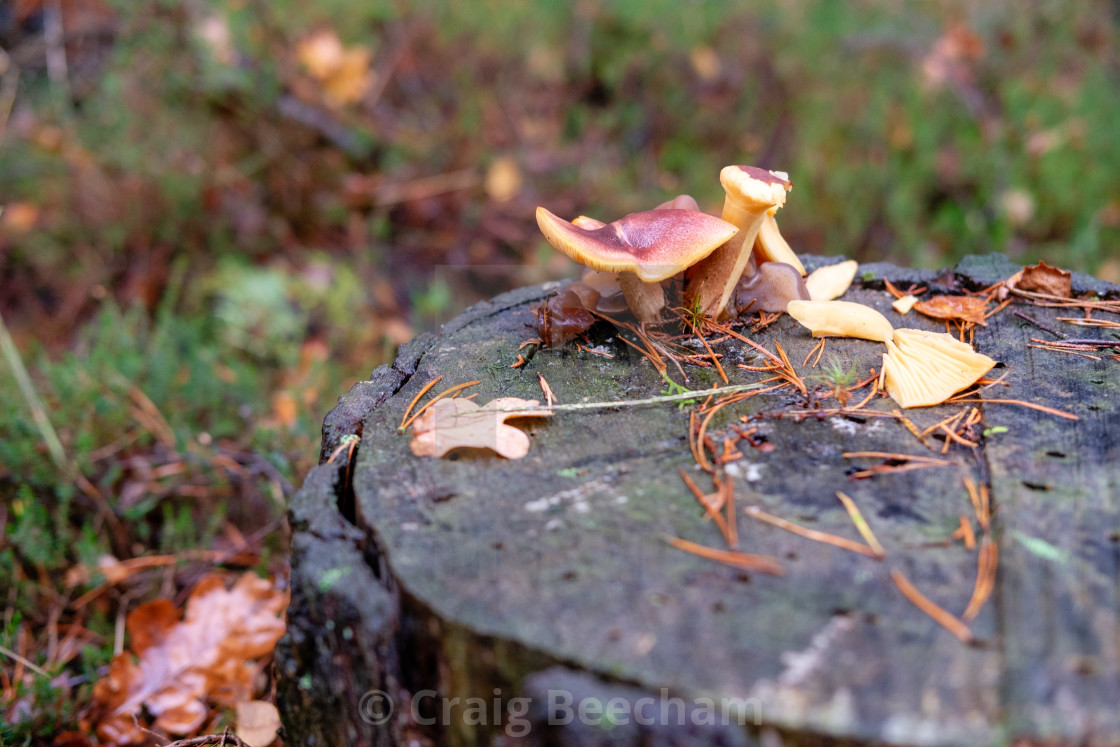 "Mushroom on a stump" stock image