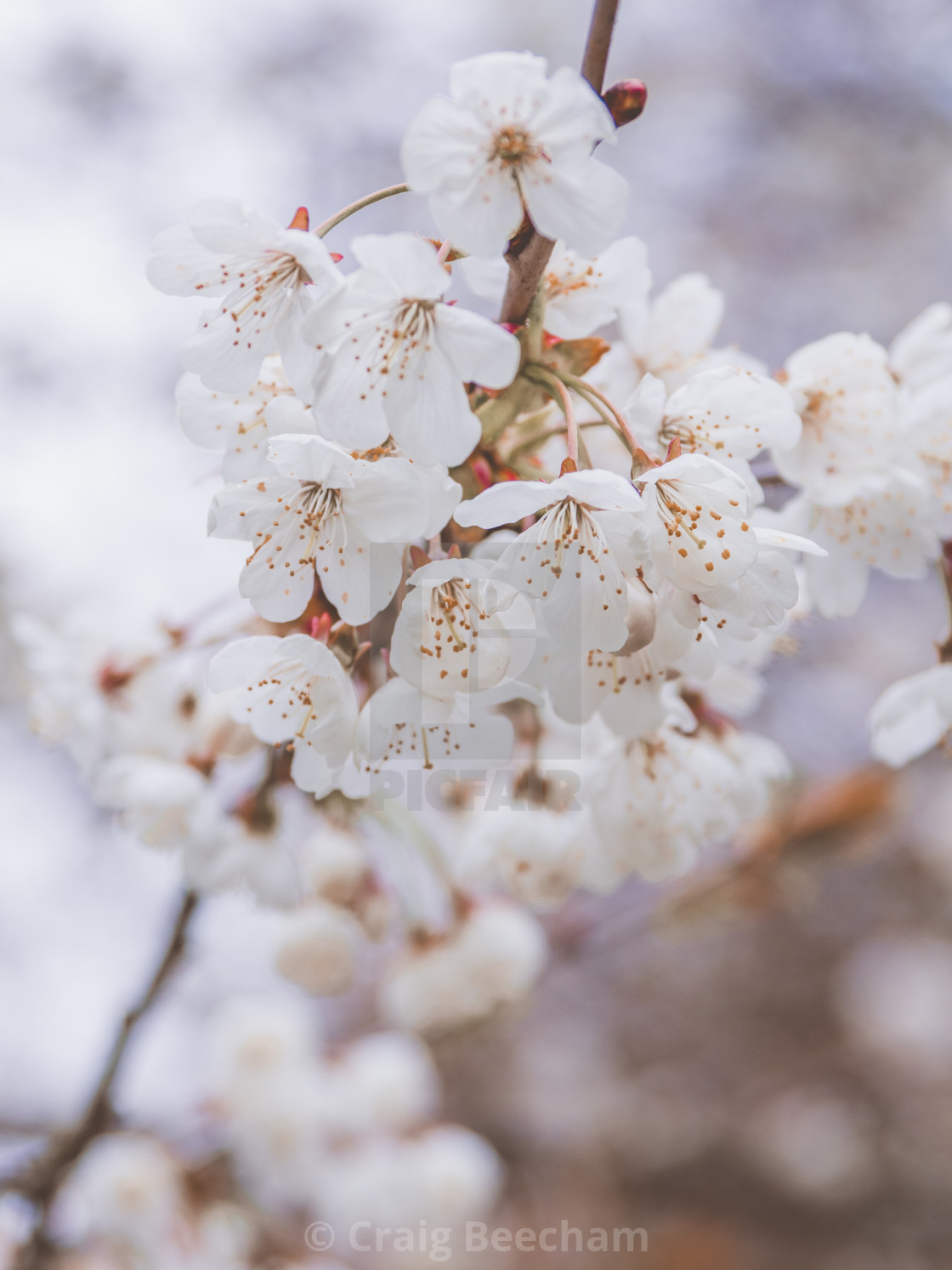 "blossoming tree" stock image