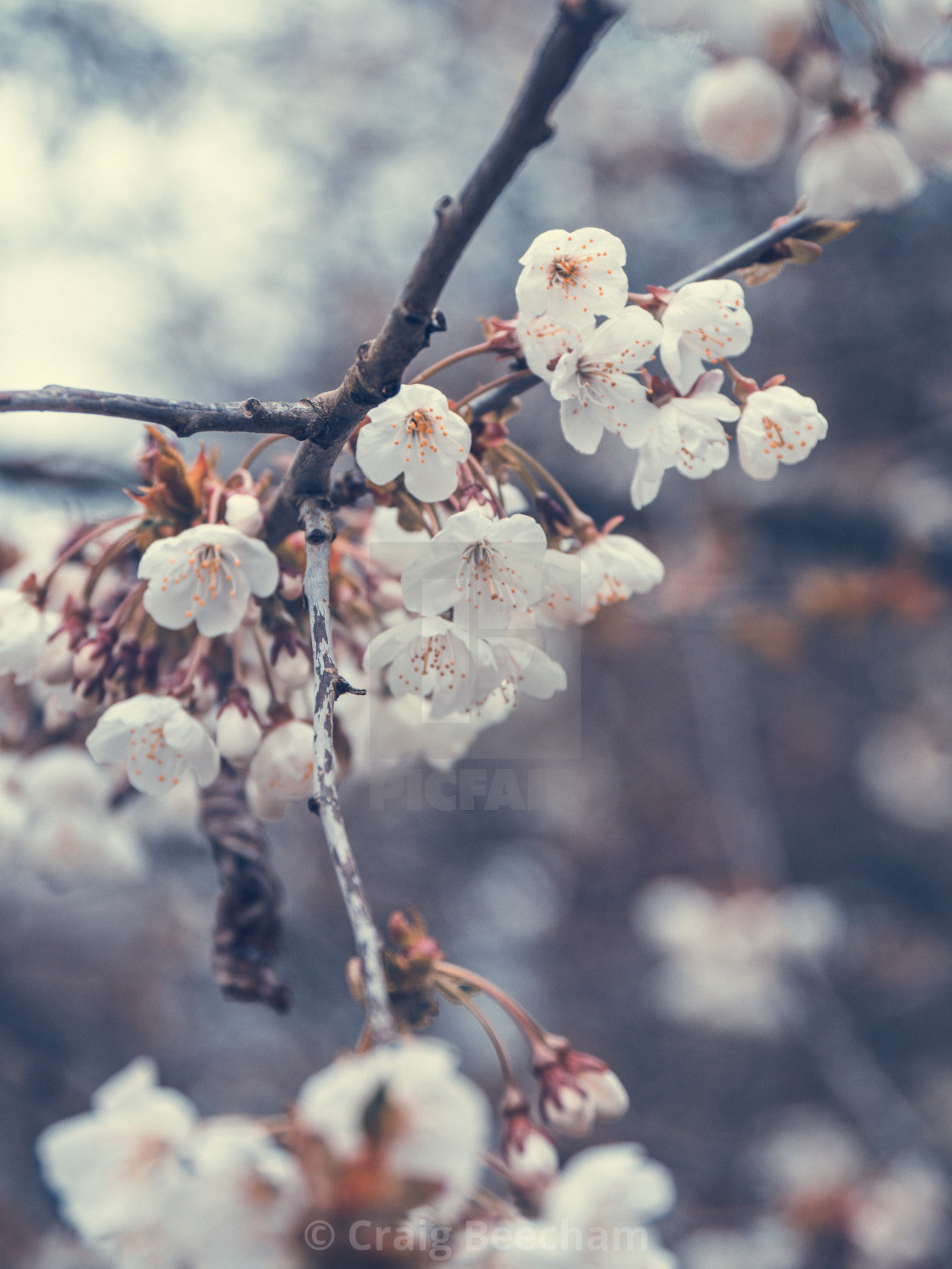"Blossoming tree" stock image