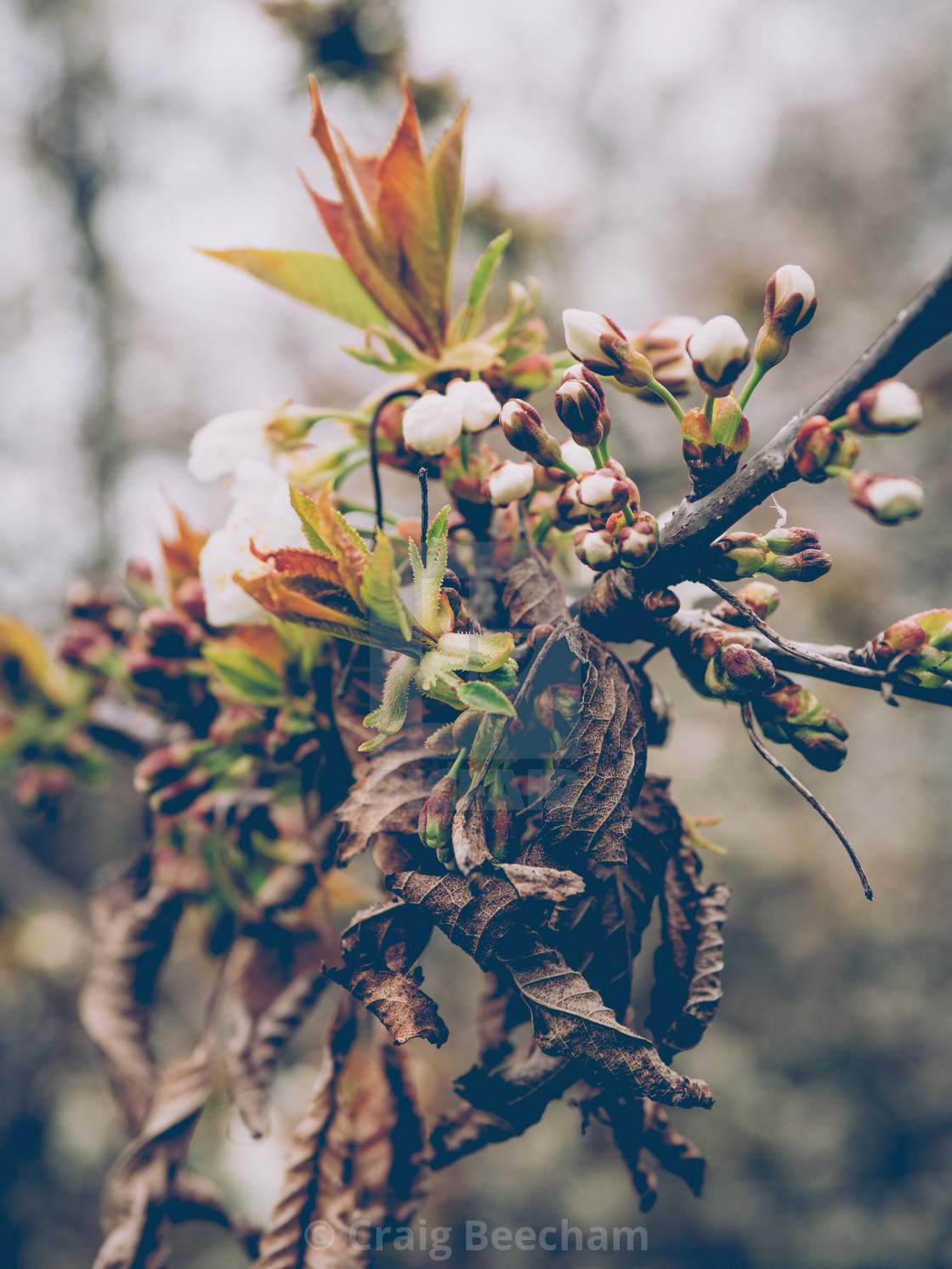 "Spring Buds and opposites" stock image