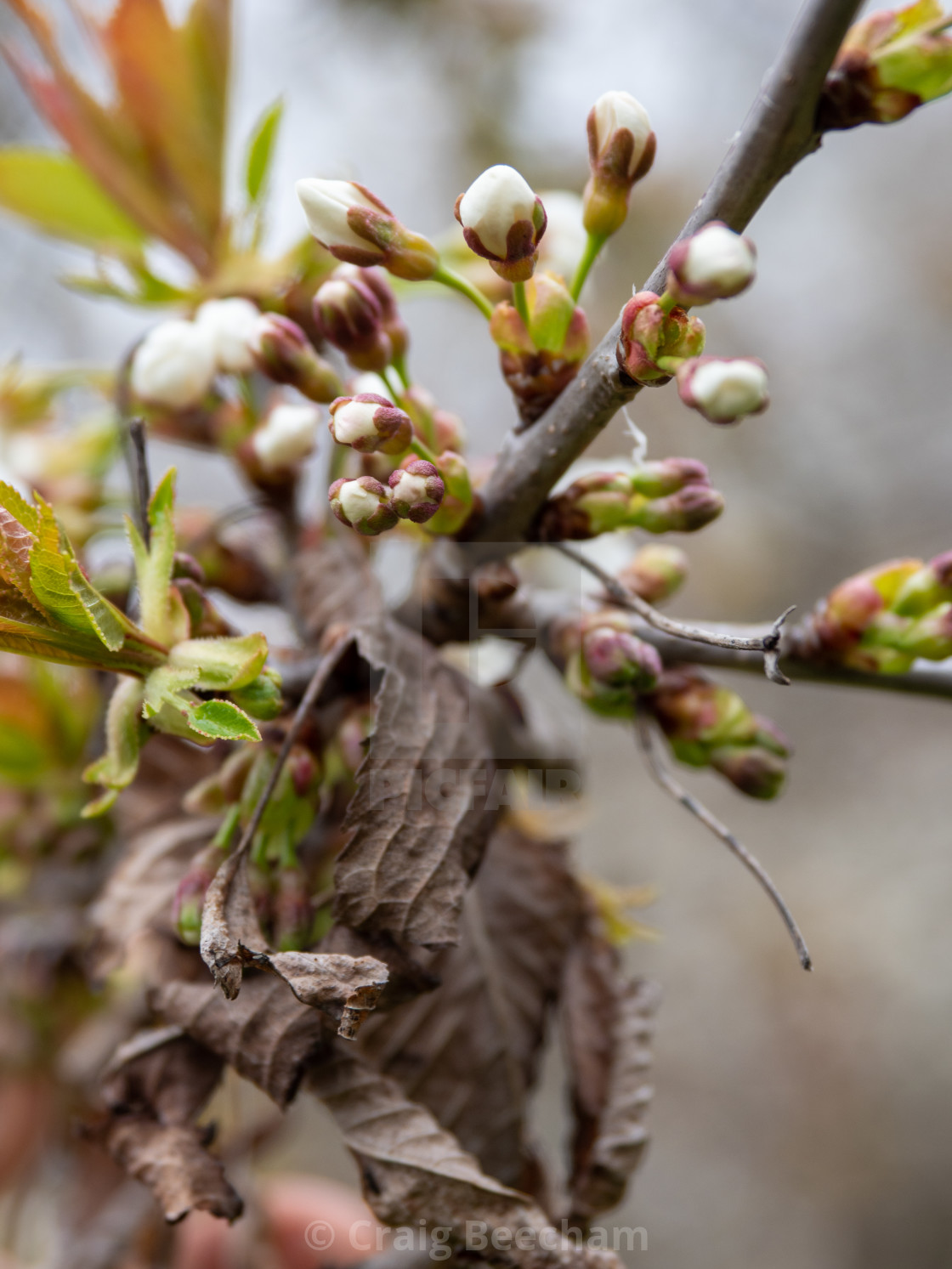 "Spring Buds and opposites" stock image