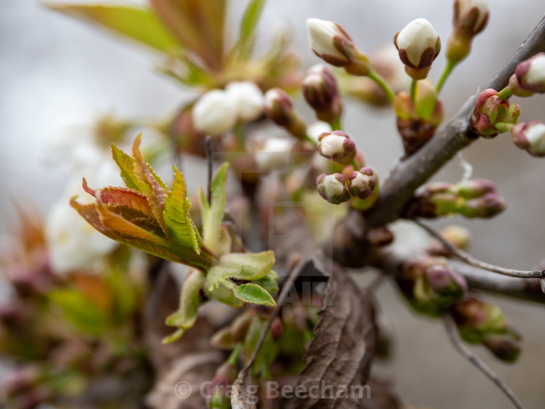 "Spring Buds and opposites" stock image
