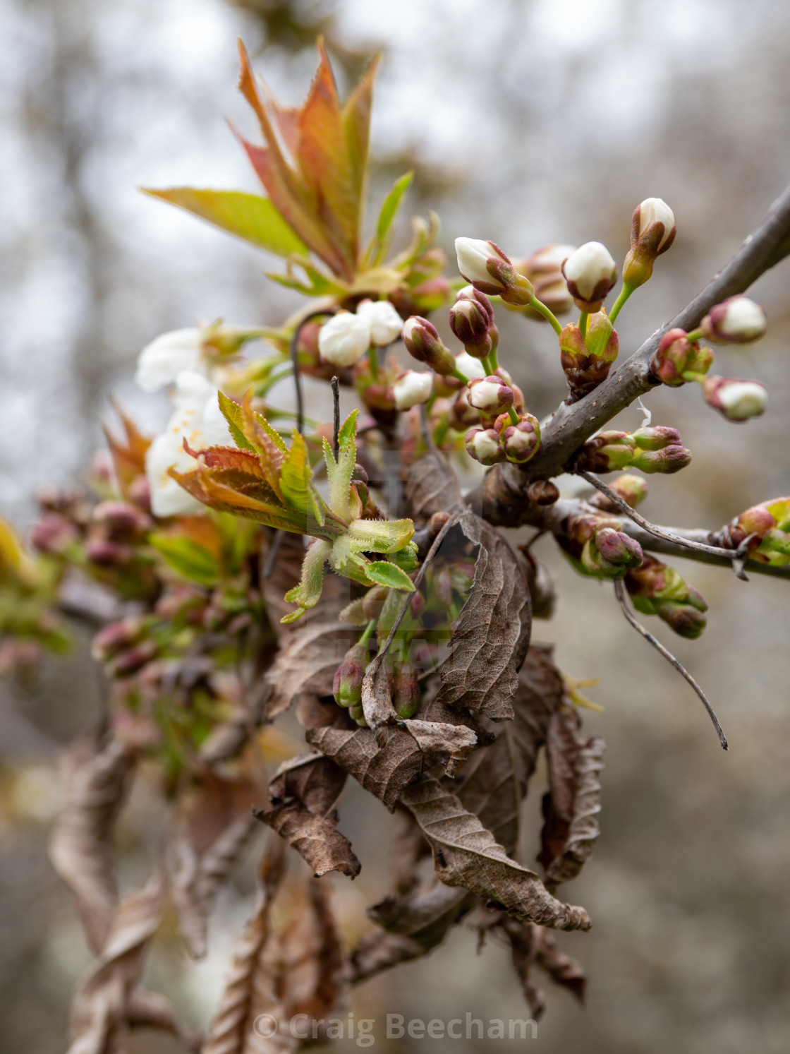 "Spring Buds and opposites" stock image