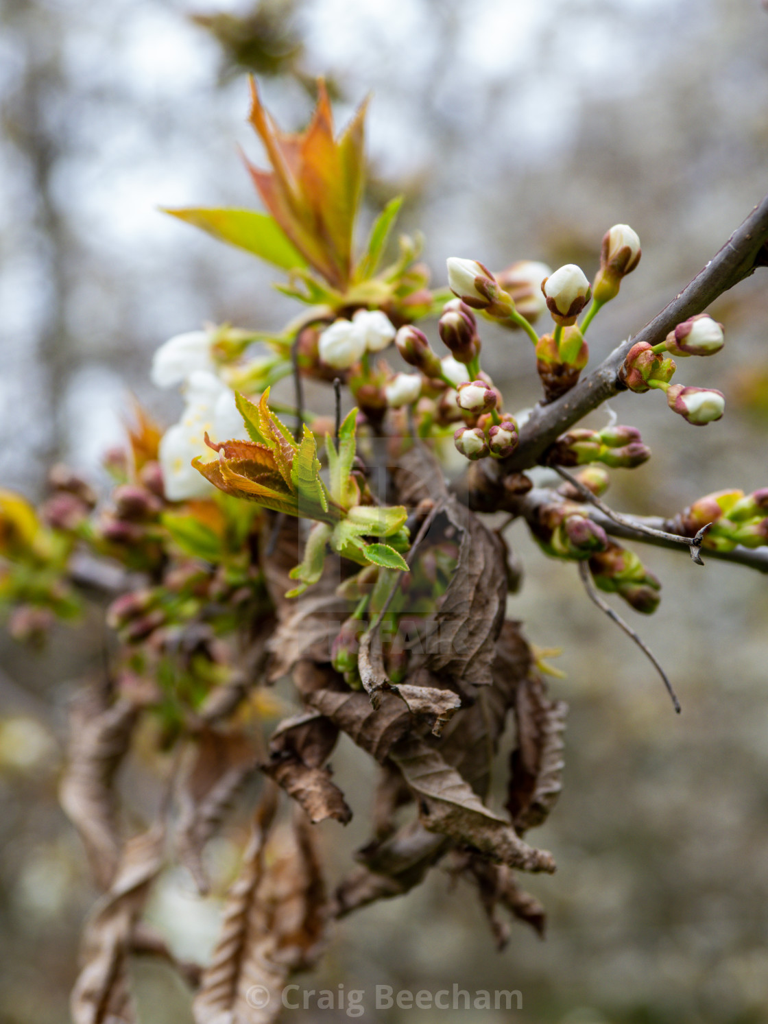 "Spring Buds and opposites" stock image