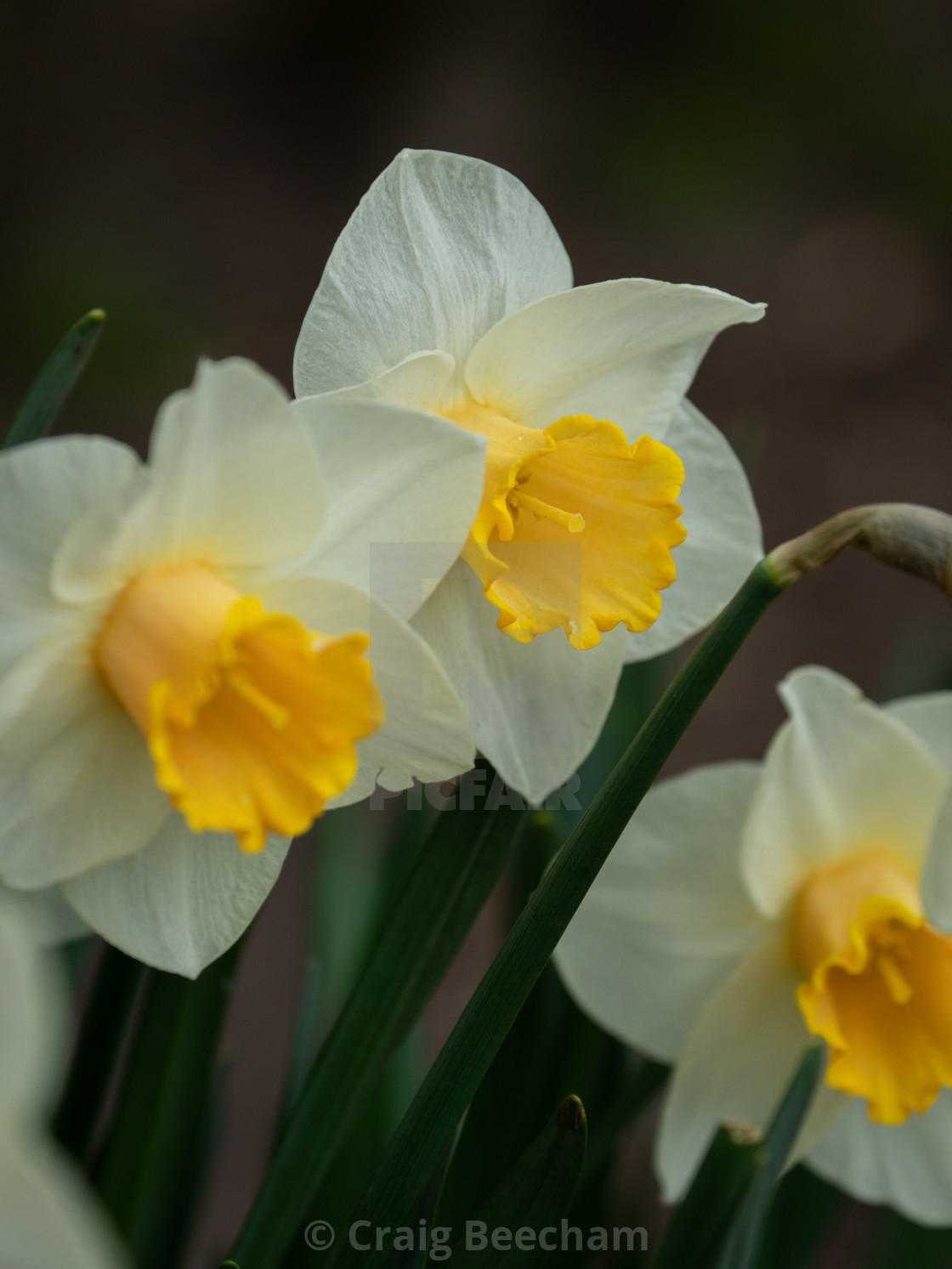 "Daffodil" stock image