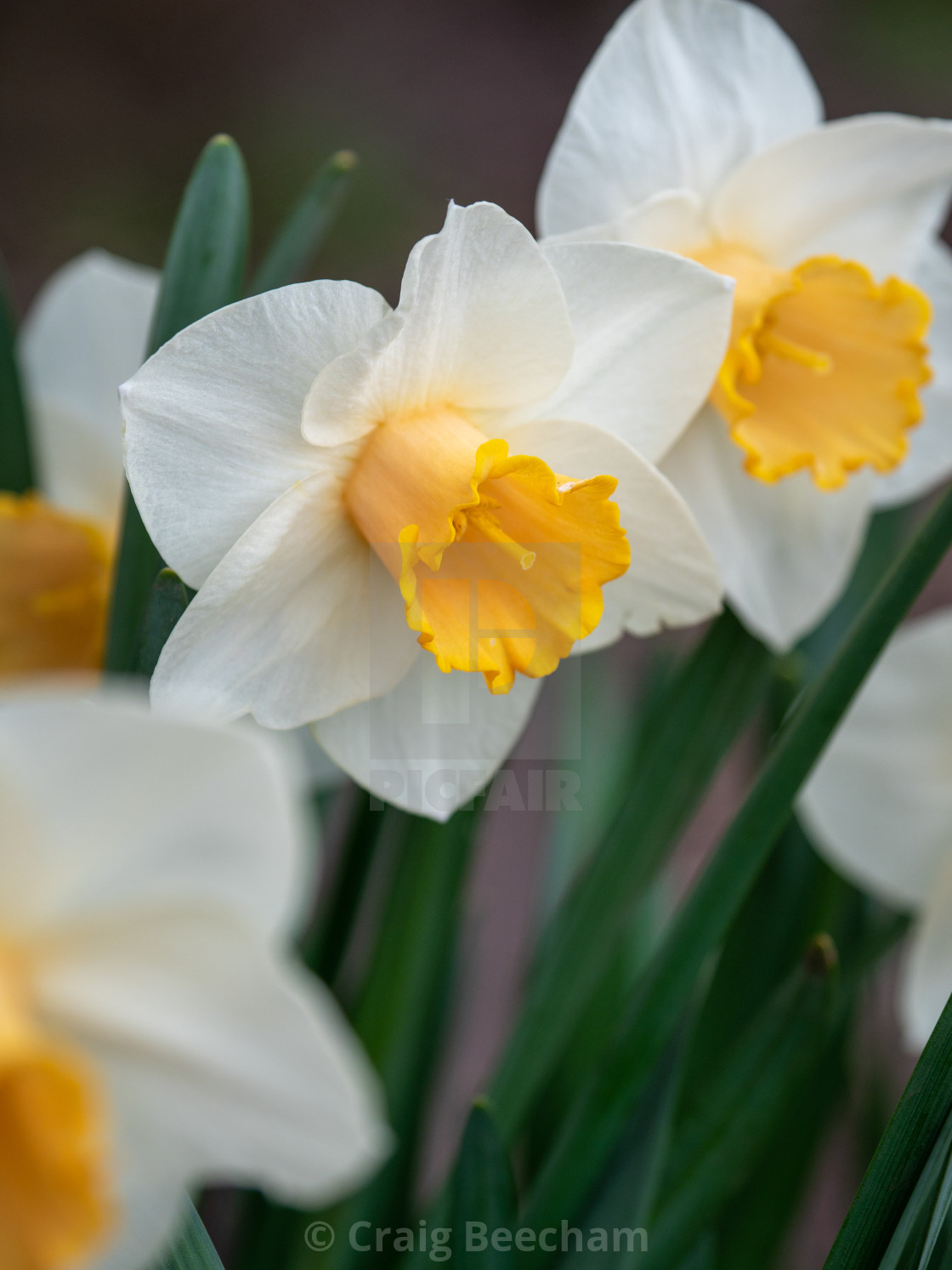 "Daffodil" stock image