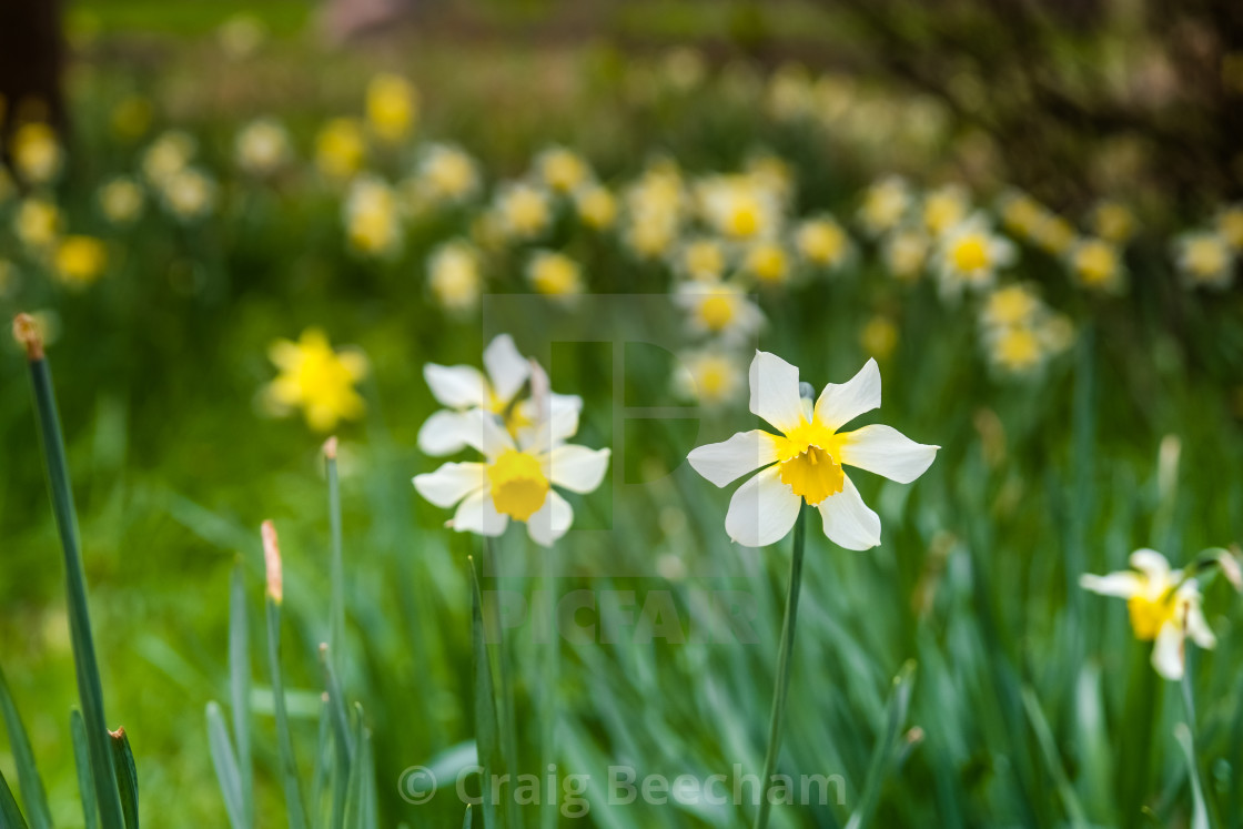 "Daffodils" stock image