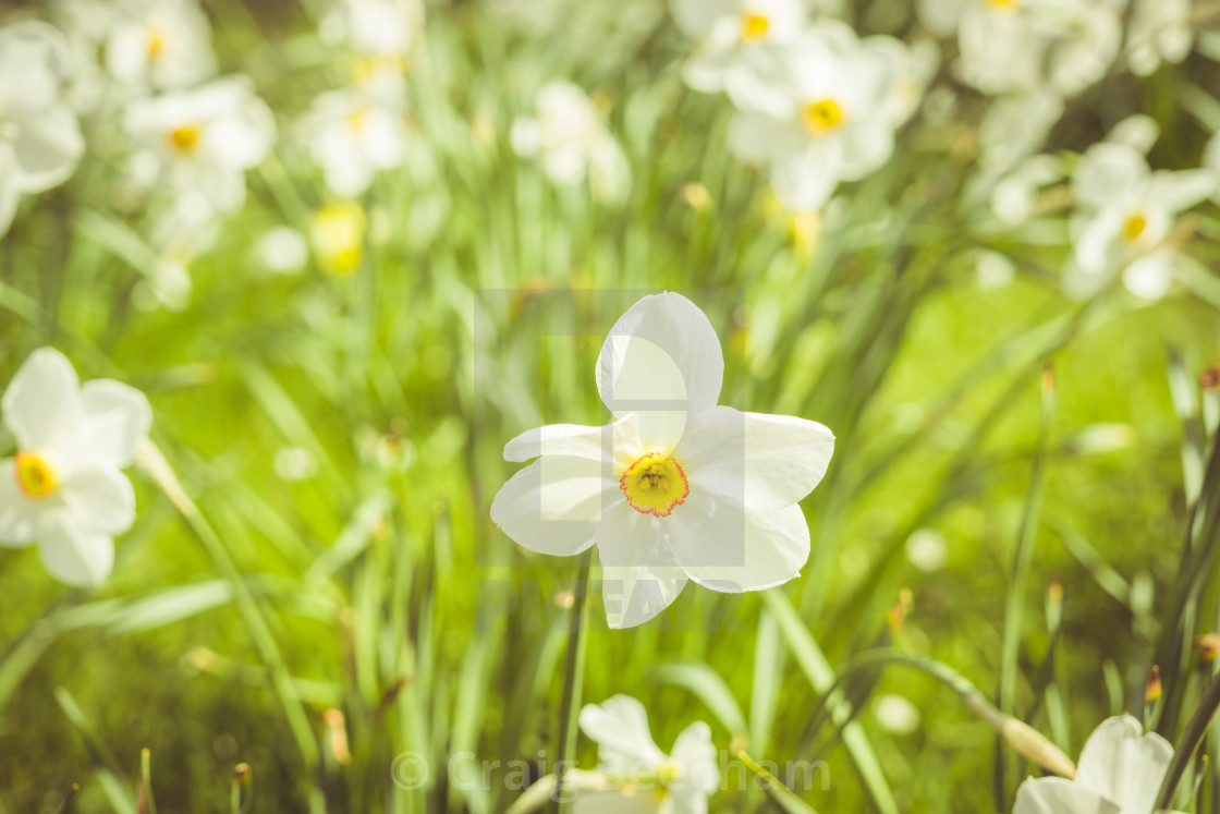 "Narcissus Poeticus" stock image