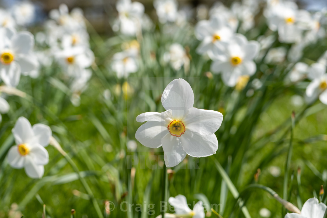 "Narcissus Poeticus" stock image