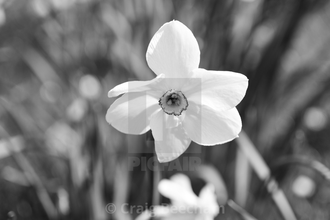 "Narcissus Poeticus" stock image