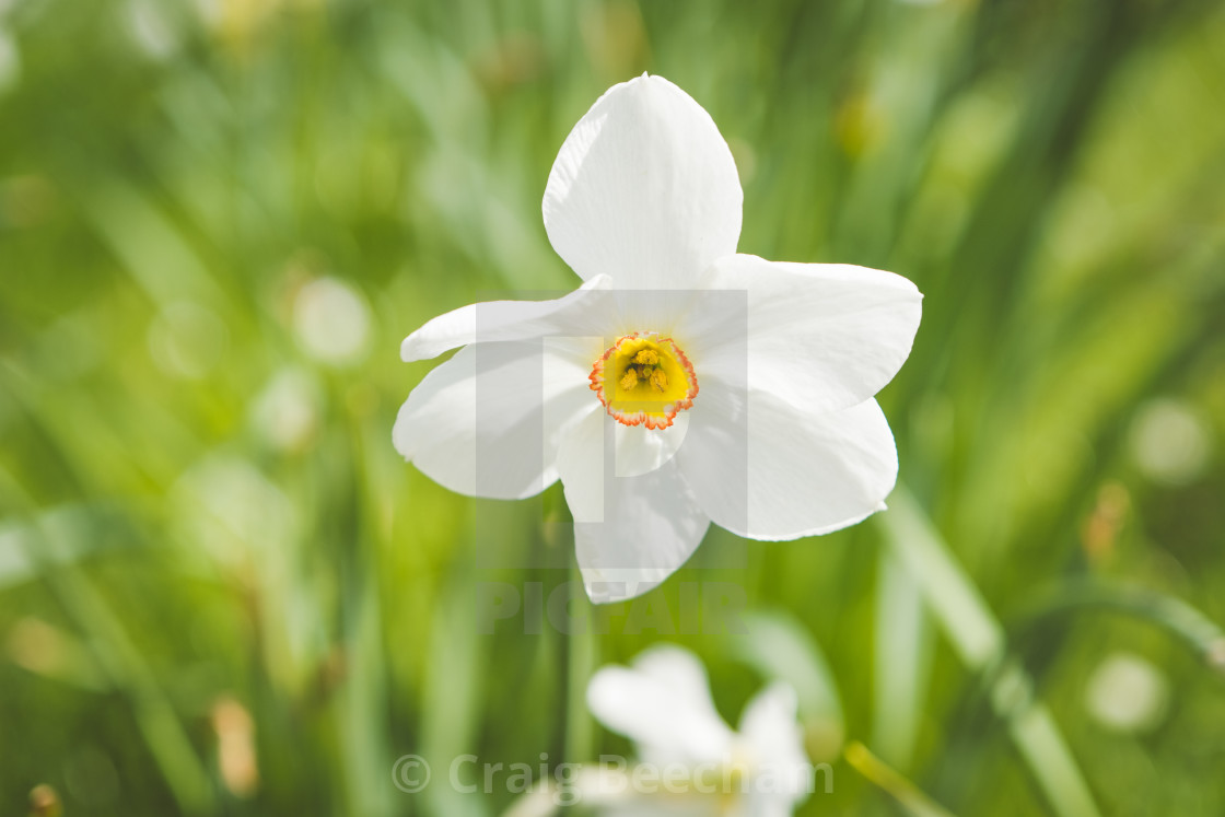 "Narcissus Poeticus" stock image