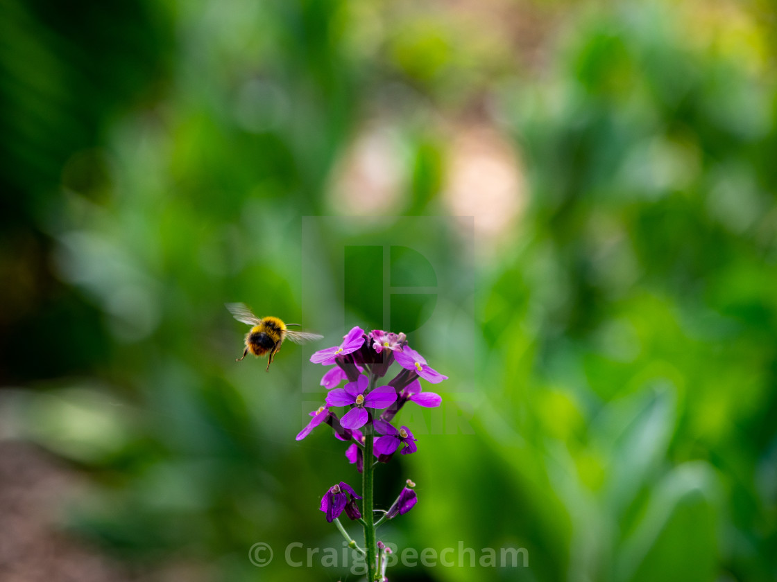 "honest worker bee" stock image