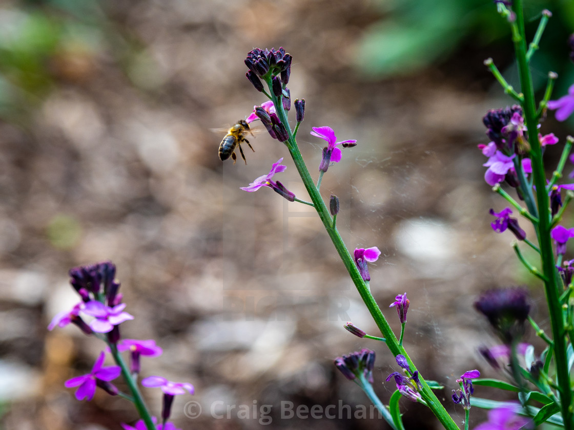 "honest worker bee" stock image