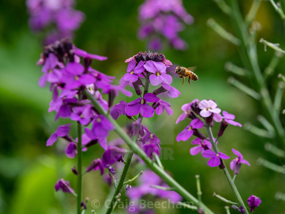 "honest worker bee" stock image