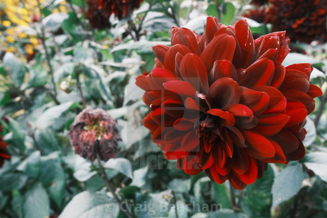 "Red Dahlia pinnata" stock image