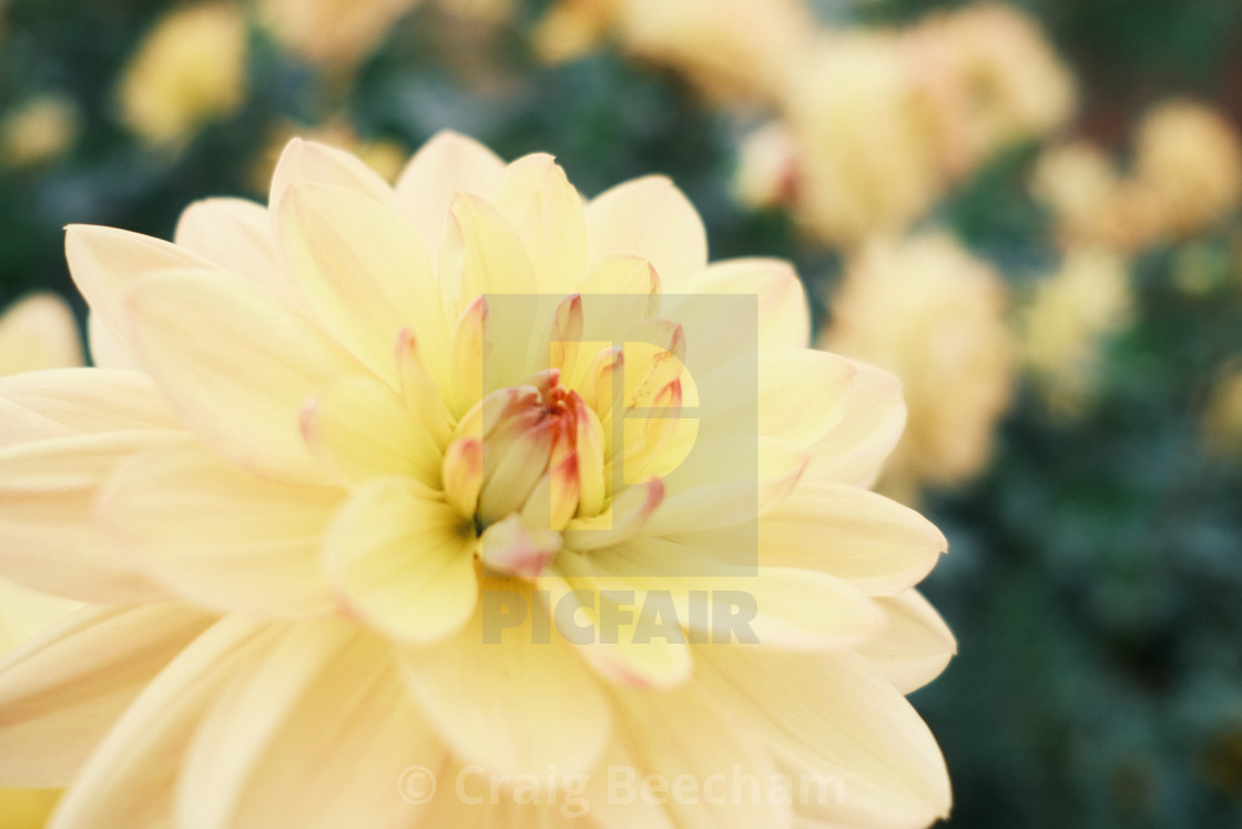 "Yellow dahlia pinnata" stock image