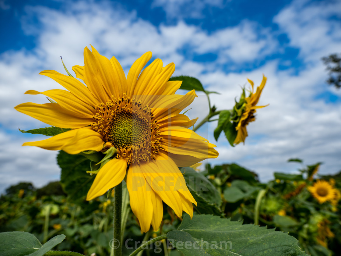 "Sunflower field" stock image