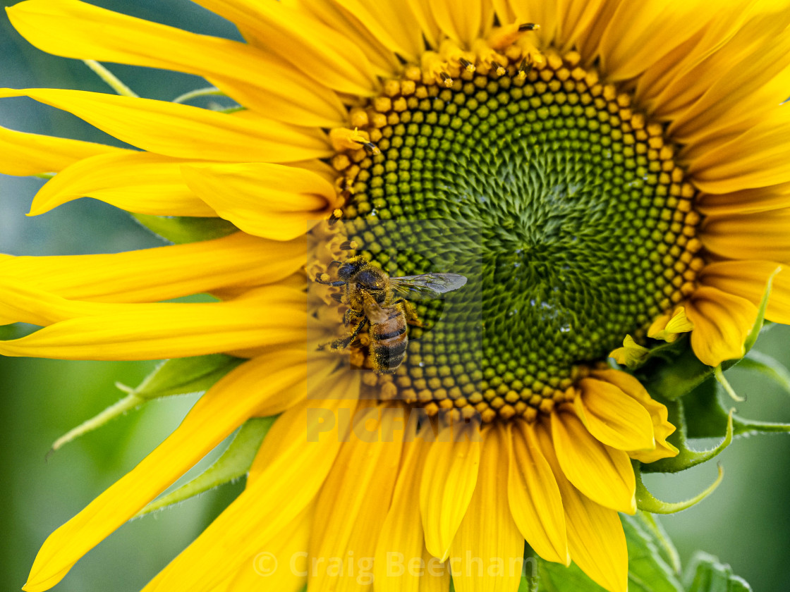 "Sunflower bee" stock image