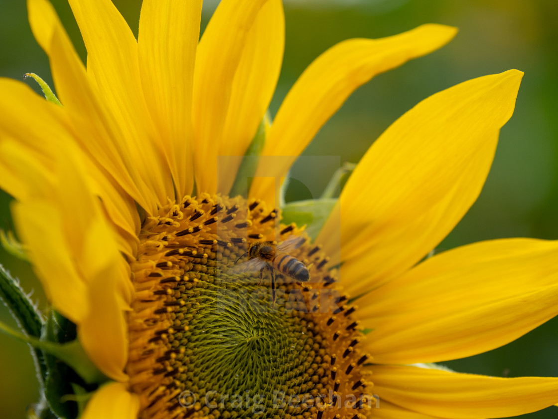 "Flying bee and a sunflower" stock image