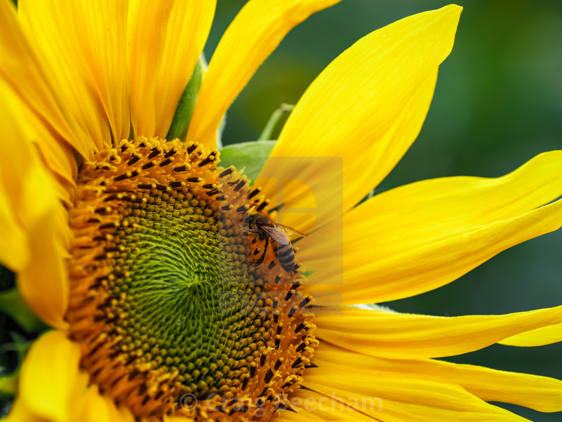 "Sunflower and a bee" stock image