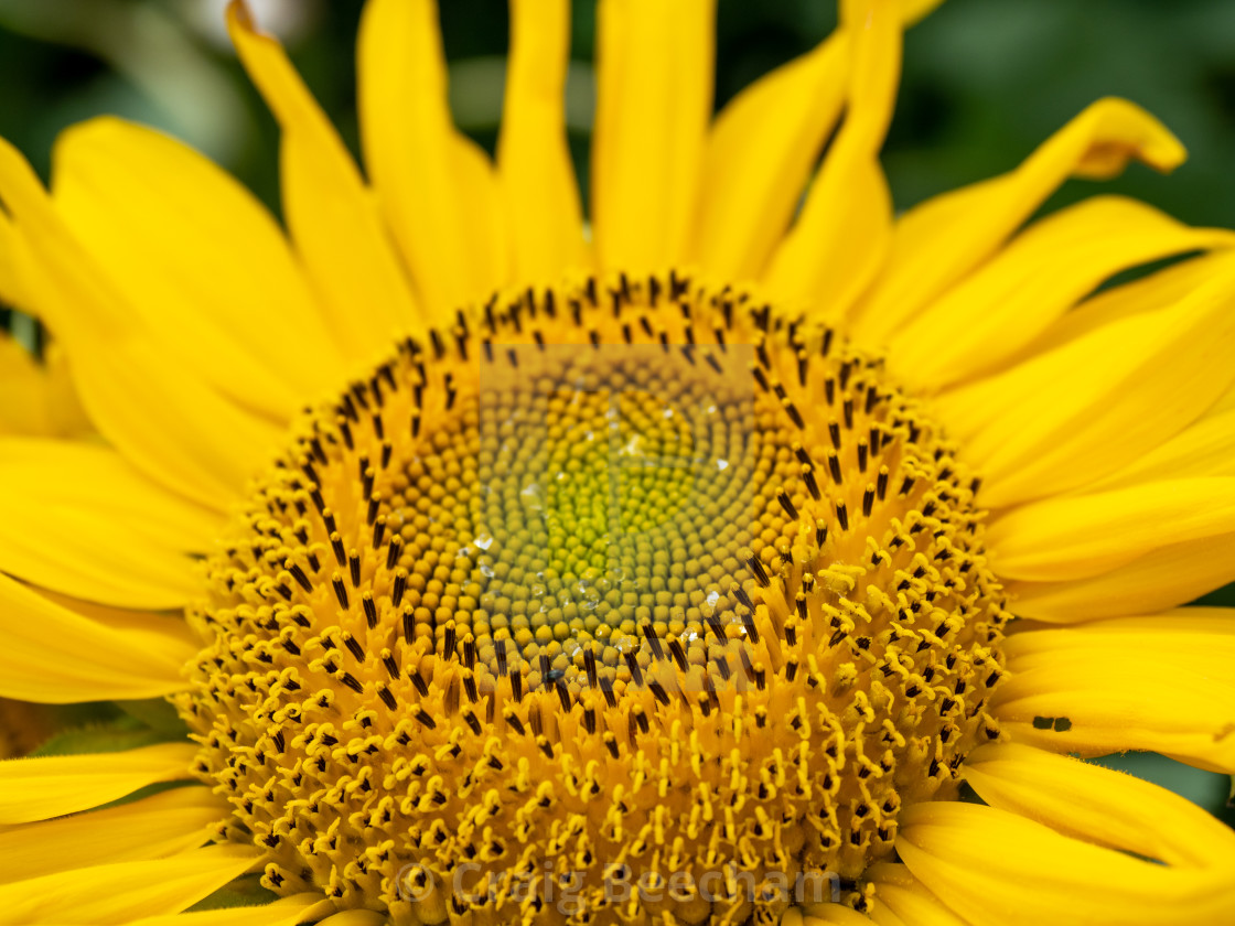 "Dew on a sunflower" stock image