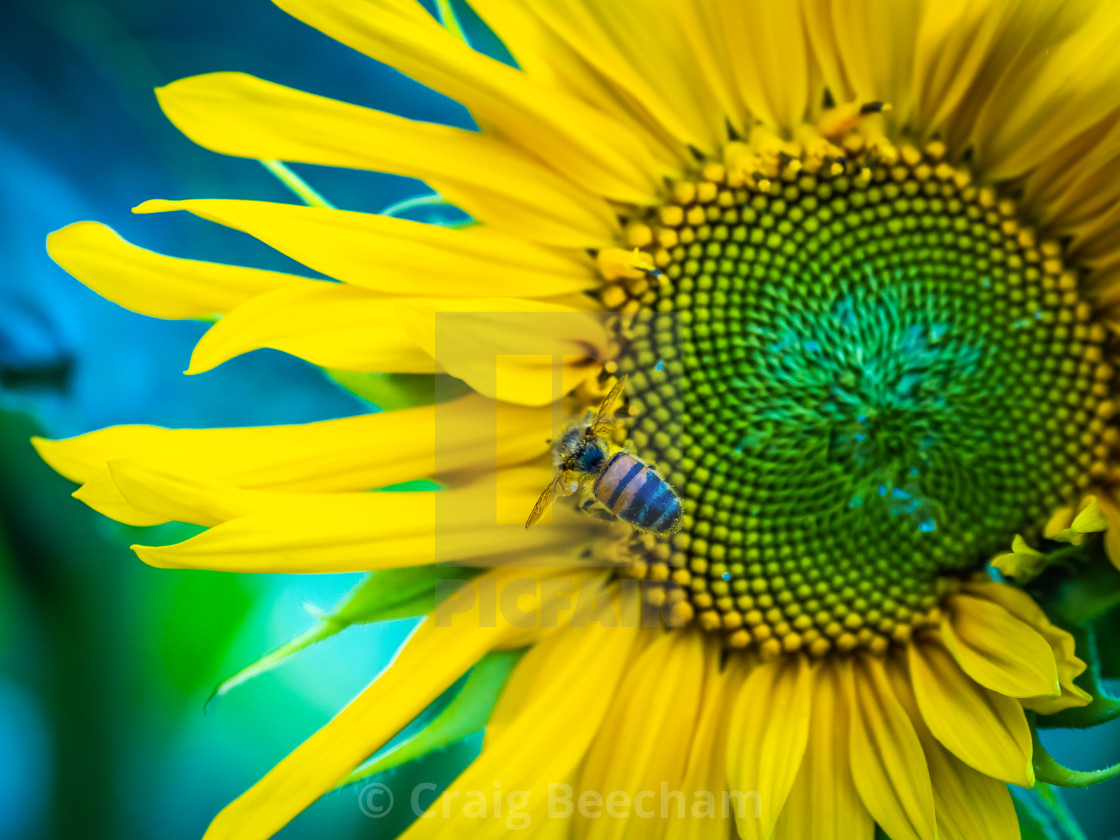 "Bee on a sunflower" stock image