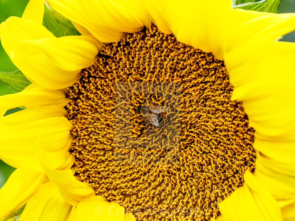 "A bee collecting pollen" stock image