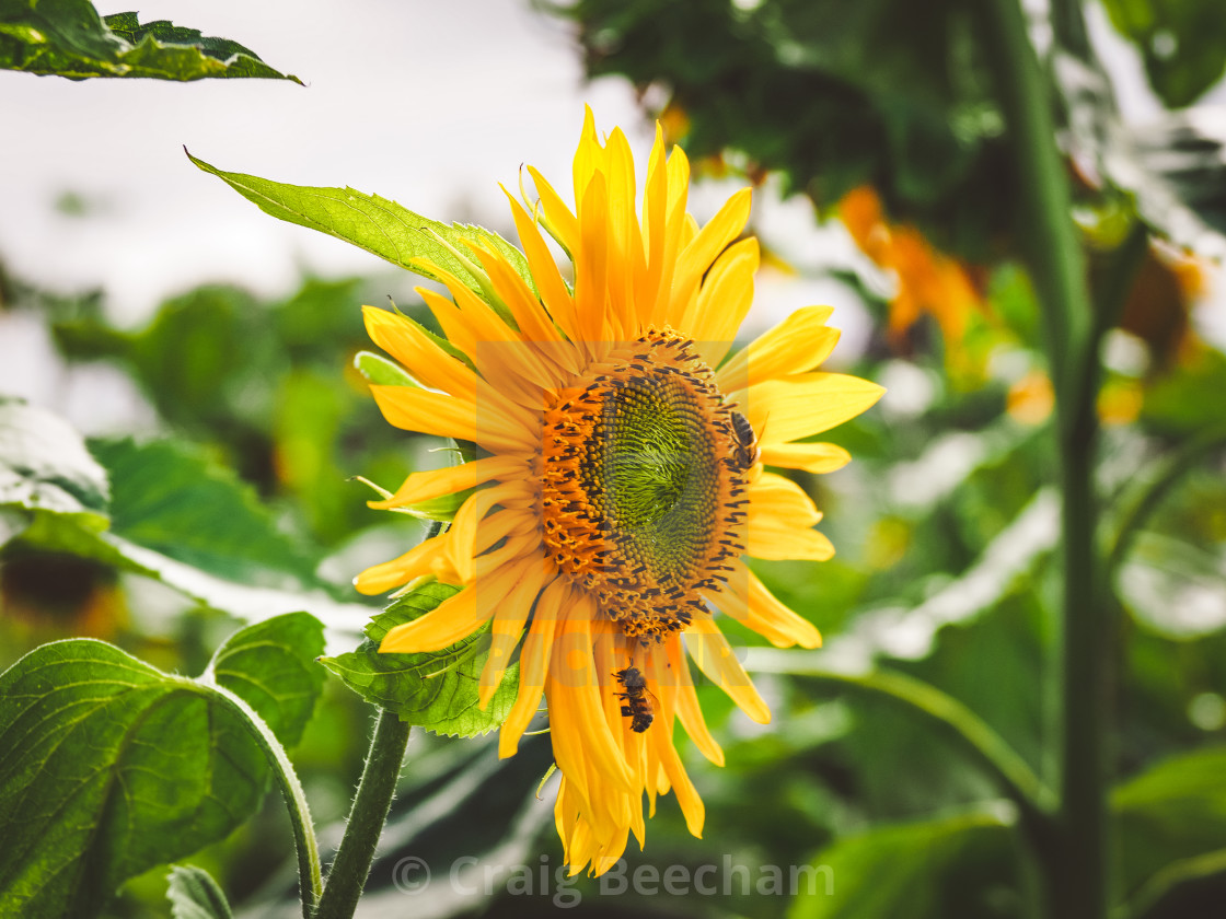 "Bee on a sunflower" stock image