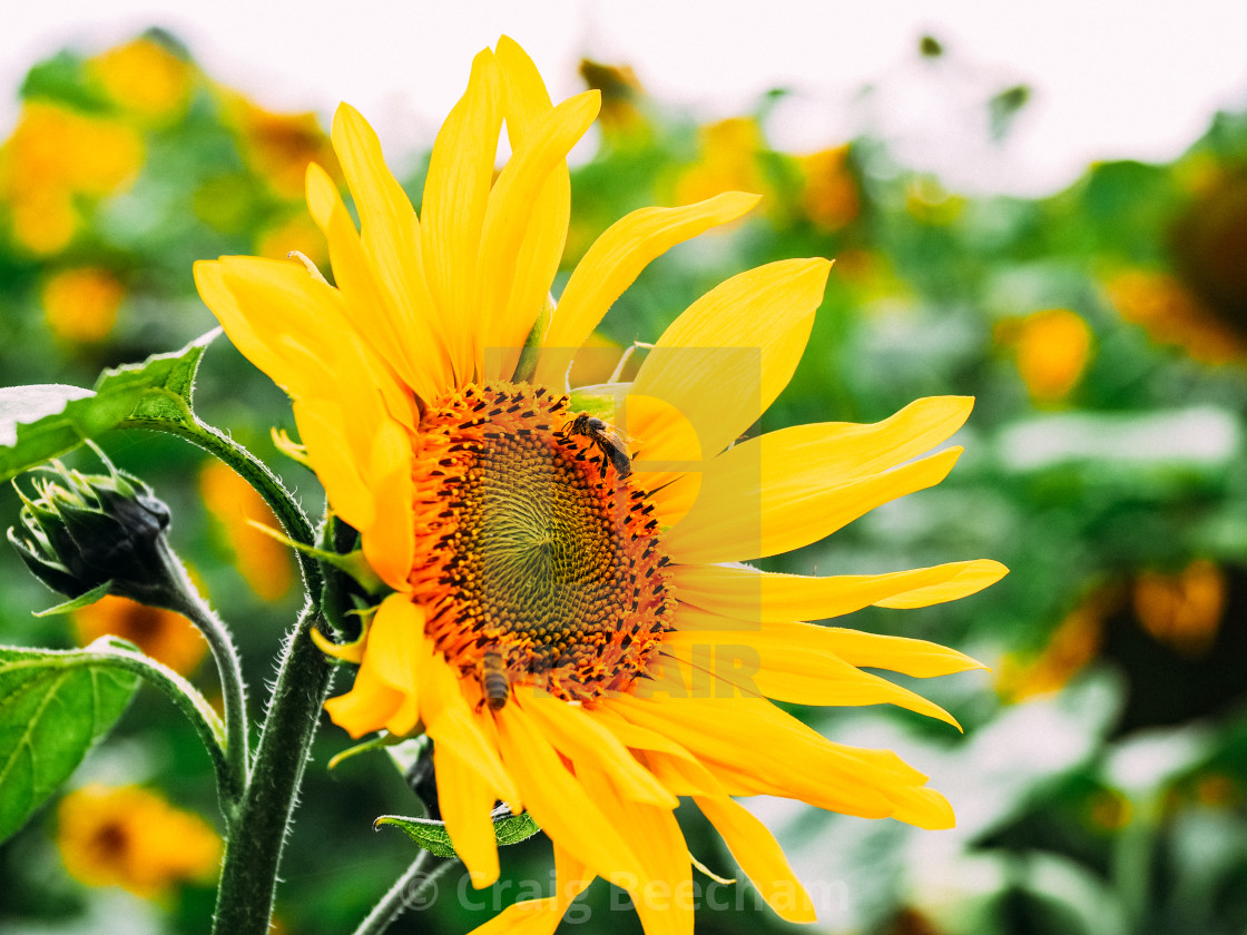 "Busy bees on a sunflower" stock image