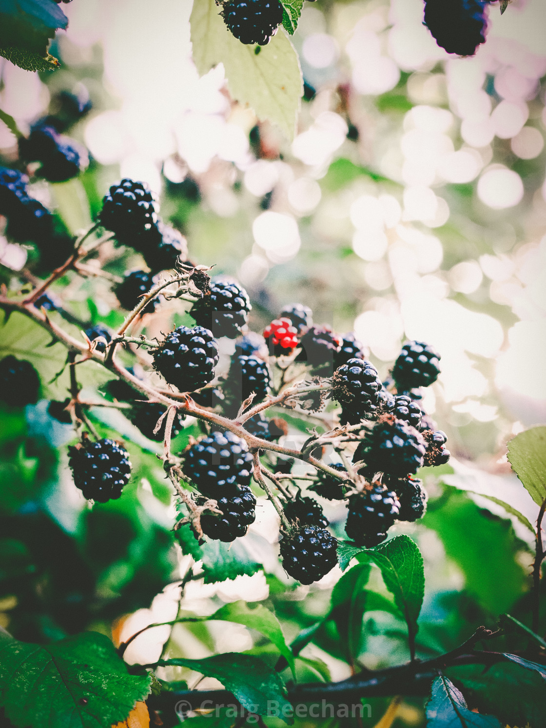 "Sunlighting the blackberries" stock image