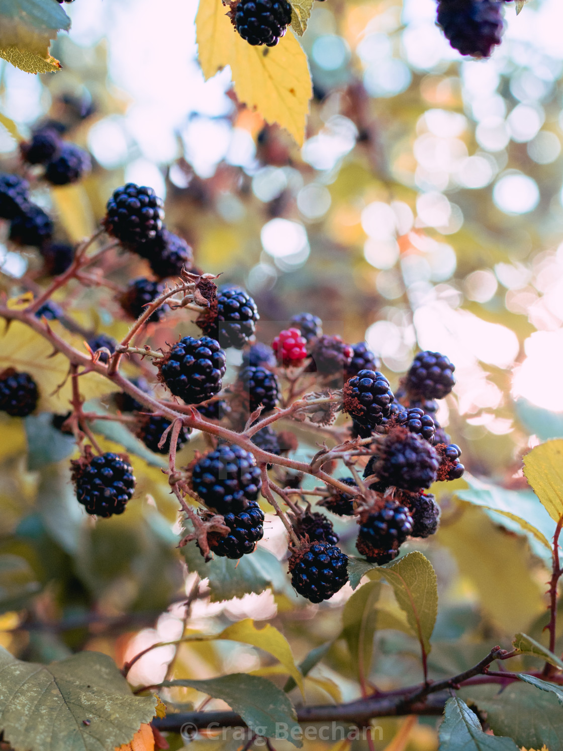 "Bunch of blackberries" stock image