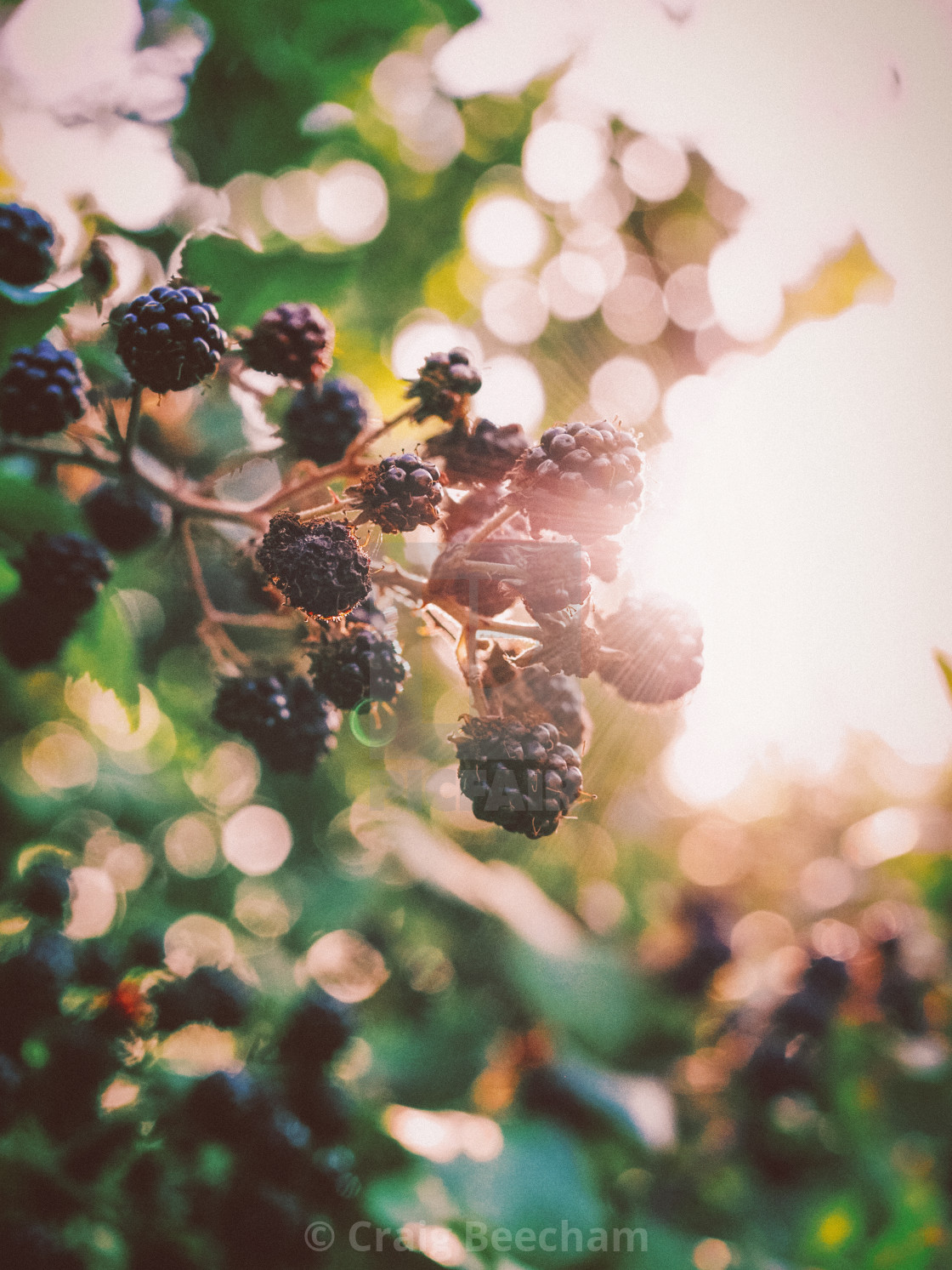 "Blackberry sunburst" stock image