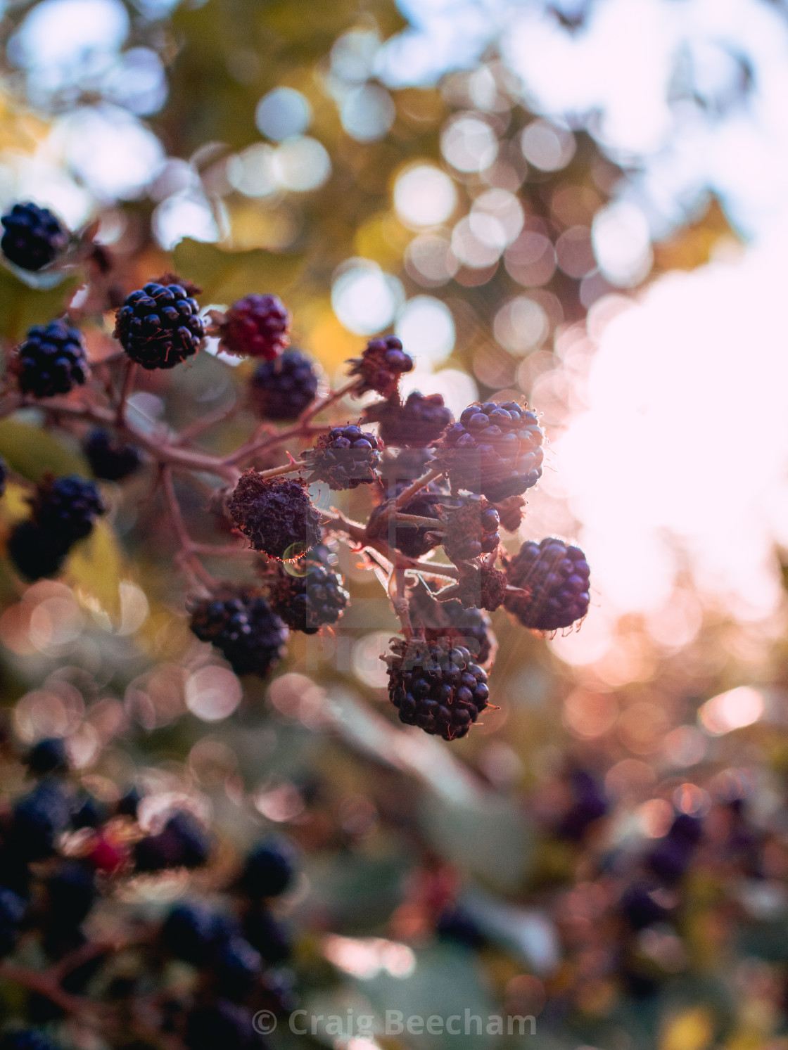 "Tasty blackberries" stock image