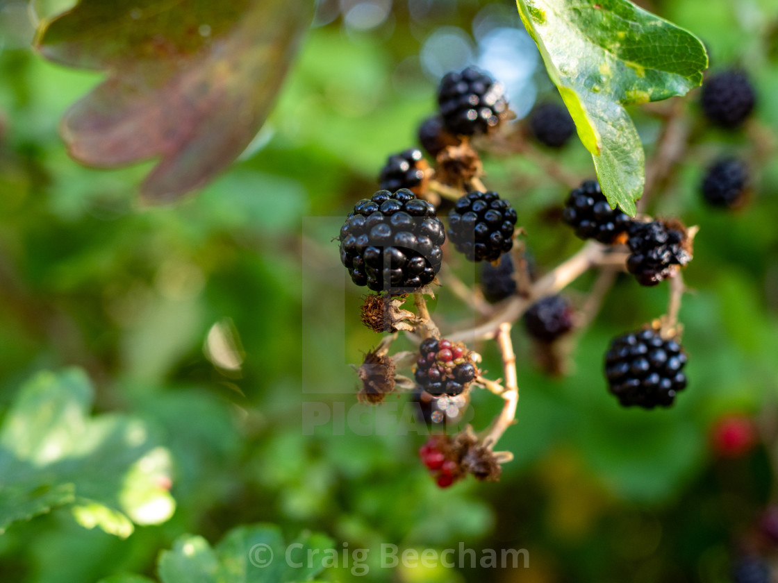 "Small bunch of blackberries" stock image