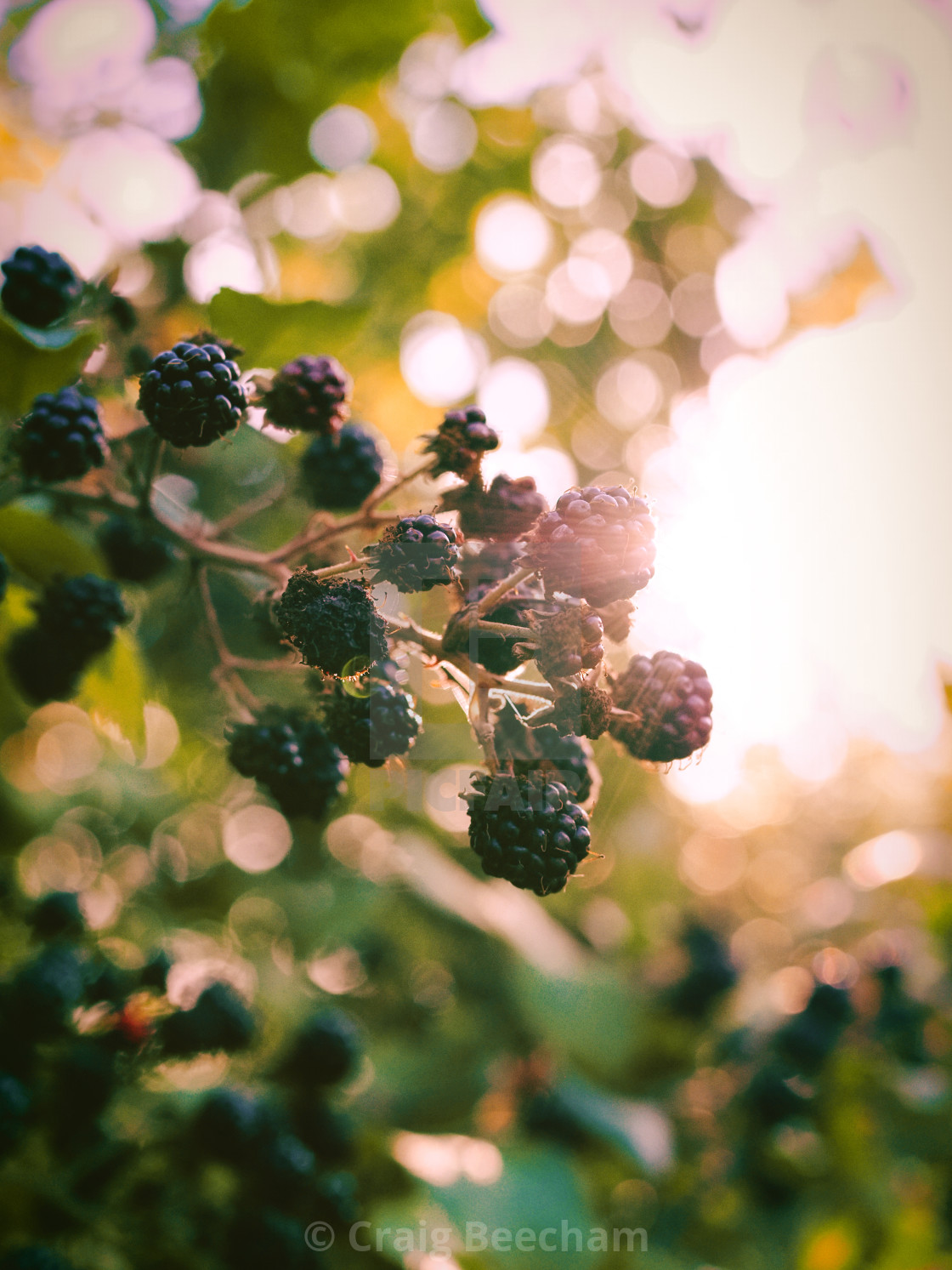 "Blackberry bunch" stock image