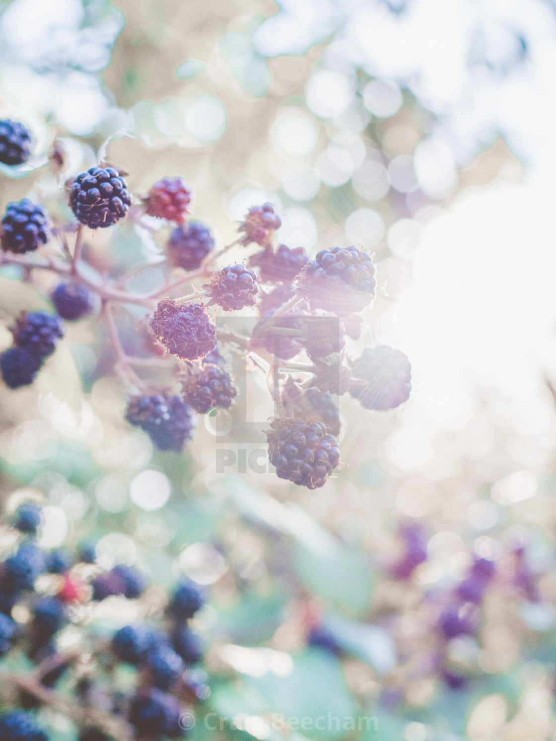 "Blackberries in the summer sun" stock image