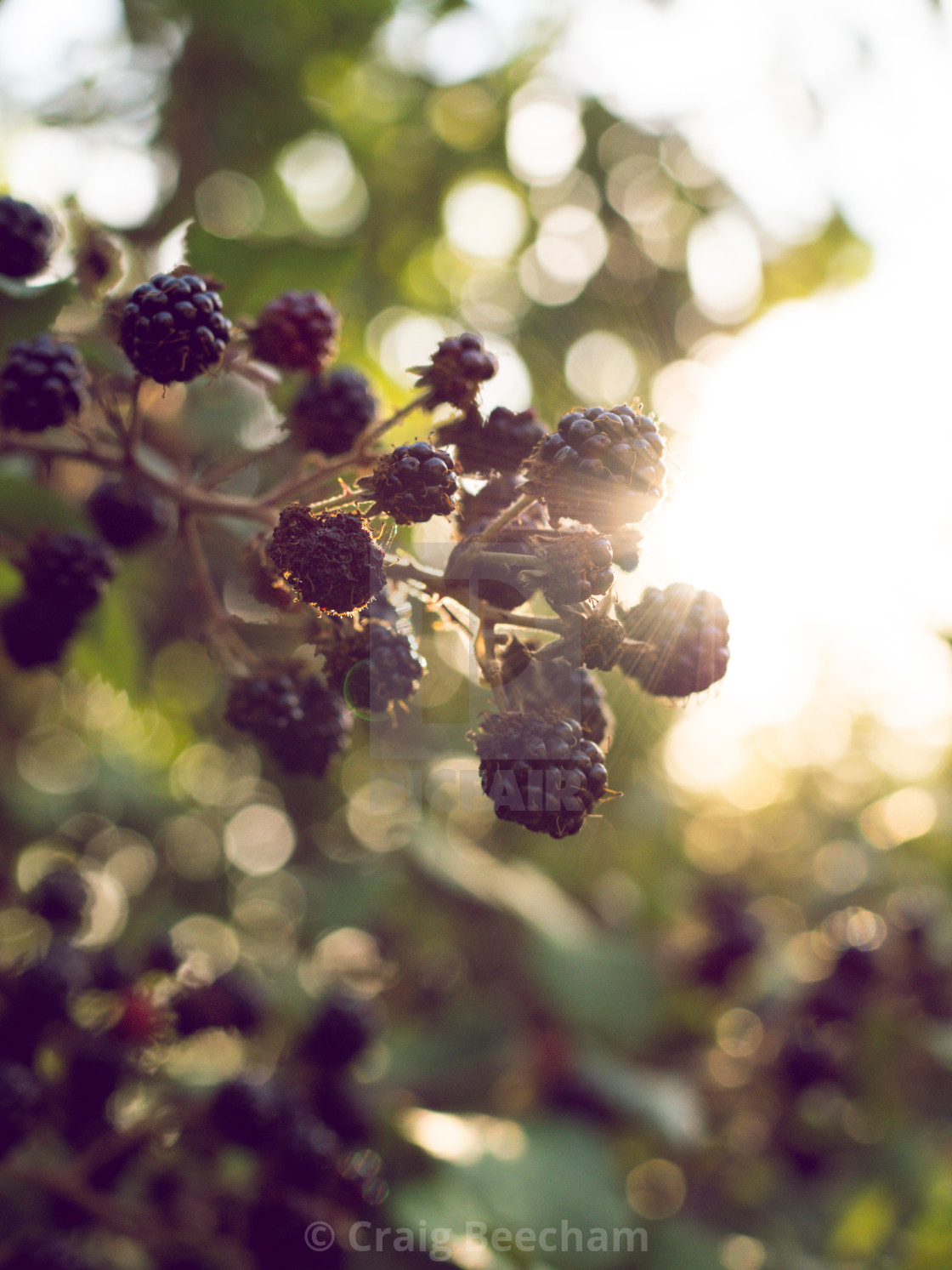 "Bunch of blackberries" stock image