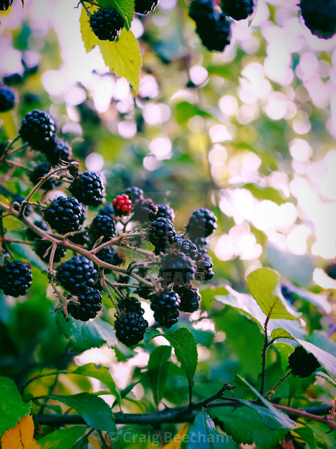 "Blackberries" stock image