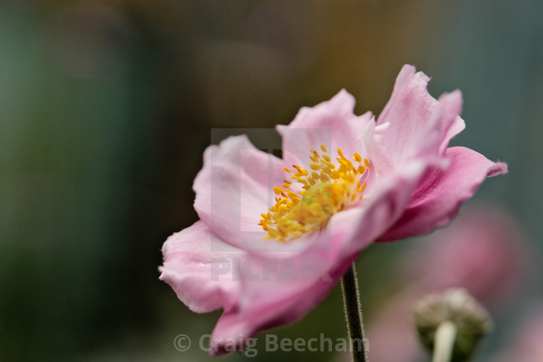 "Japanese Thimbleweed" stock image