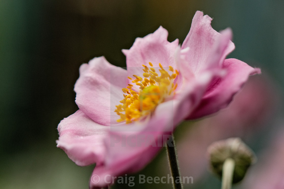 "Pink Thimbleweed" stock image