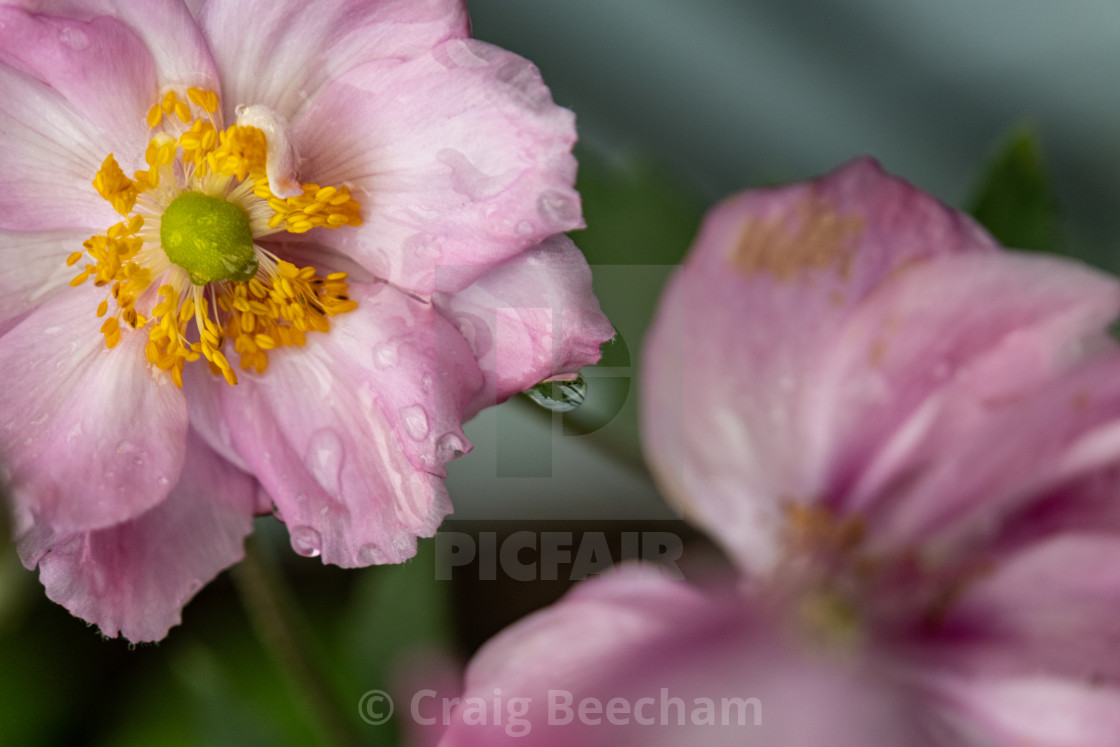 "2 Japanese thimbleweeds" stock image