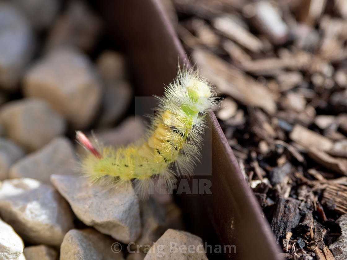 "Green caterpillar climbing" stock image