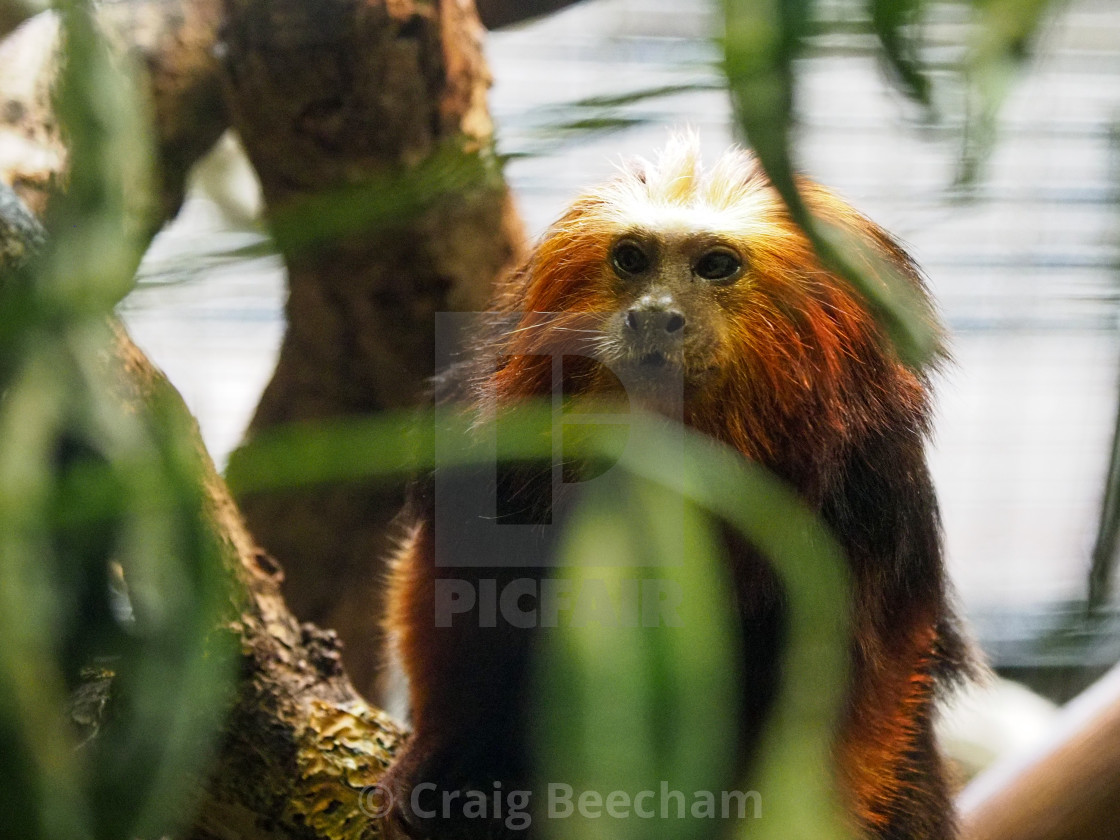 "Lion Tamarin" stock image