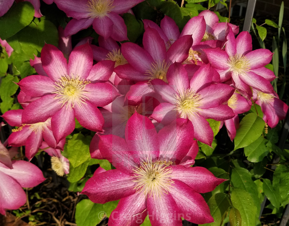 "Clematis" stock image