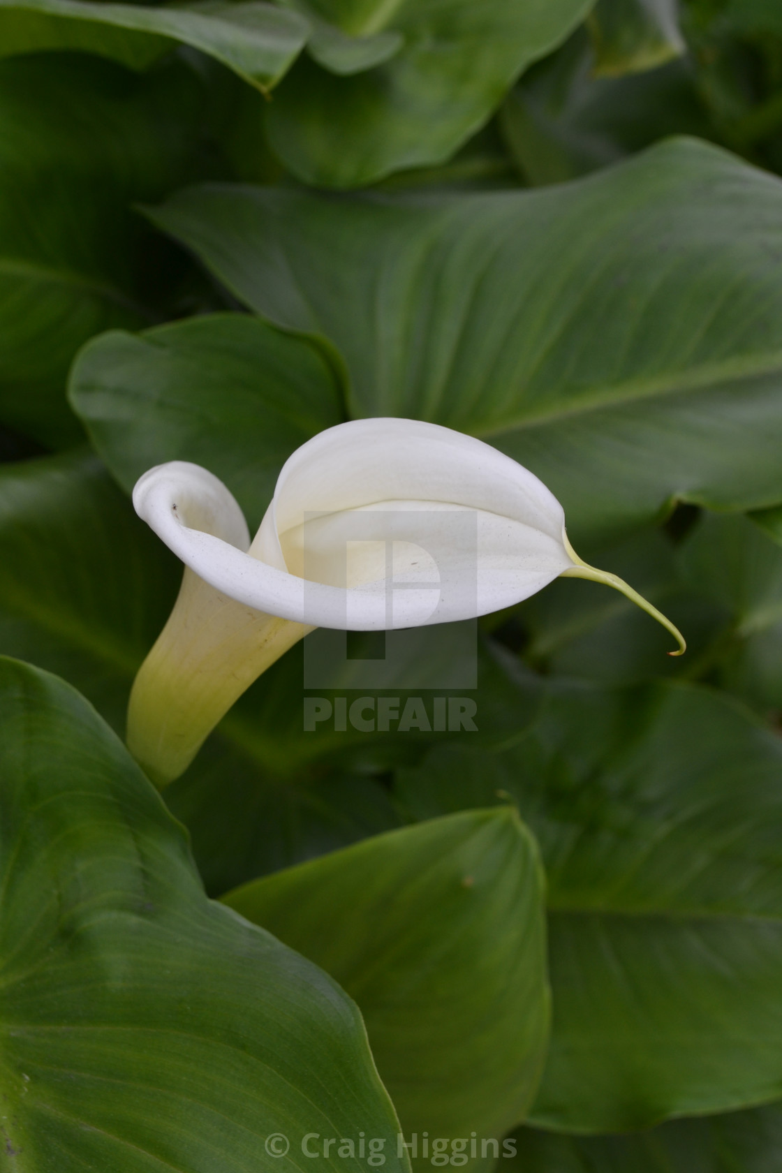 "White Calla" stock image