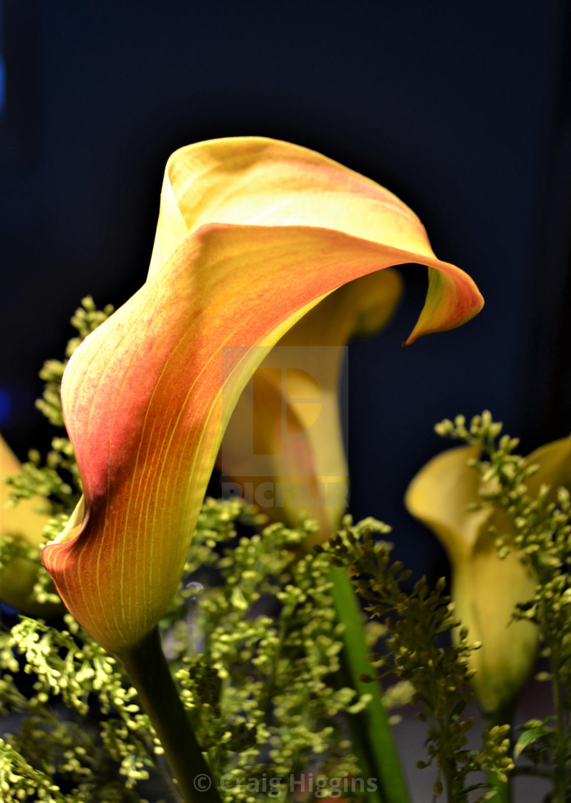 "Yellow Calla" stock image