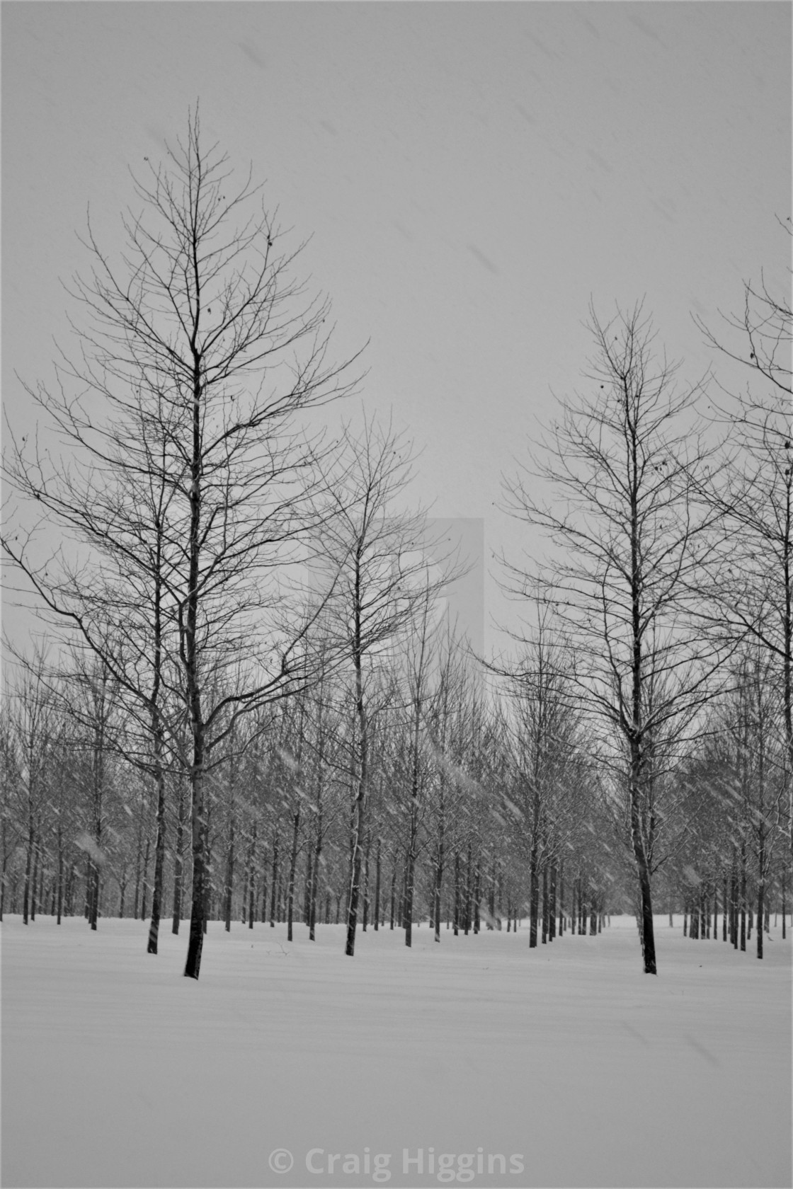 "Tree stand in Winter" stock image