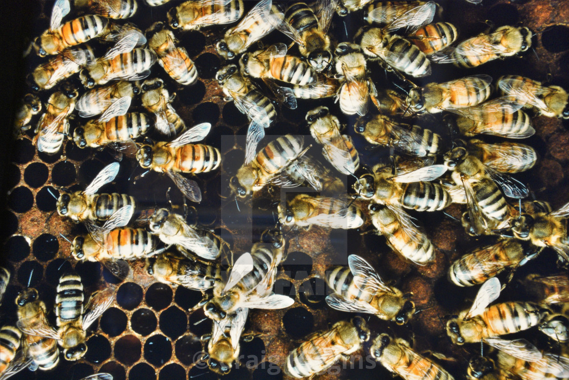 "Honey Bees" stock image