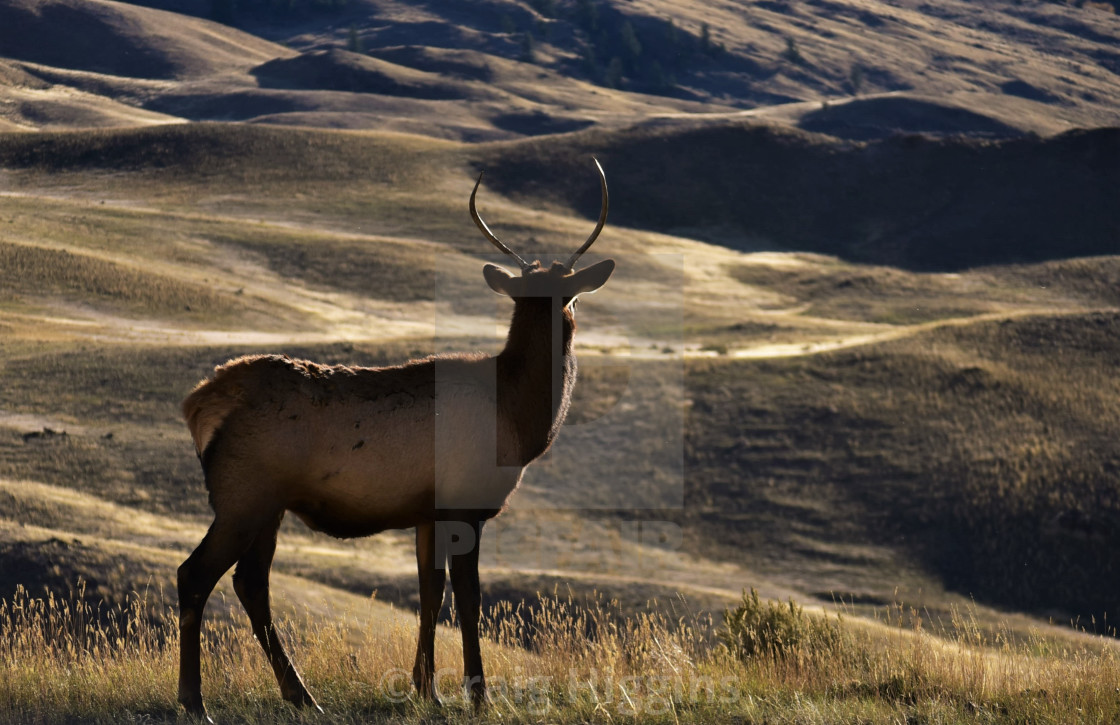 ""My Domain"" stock image