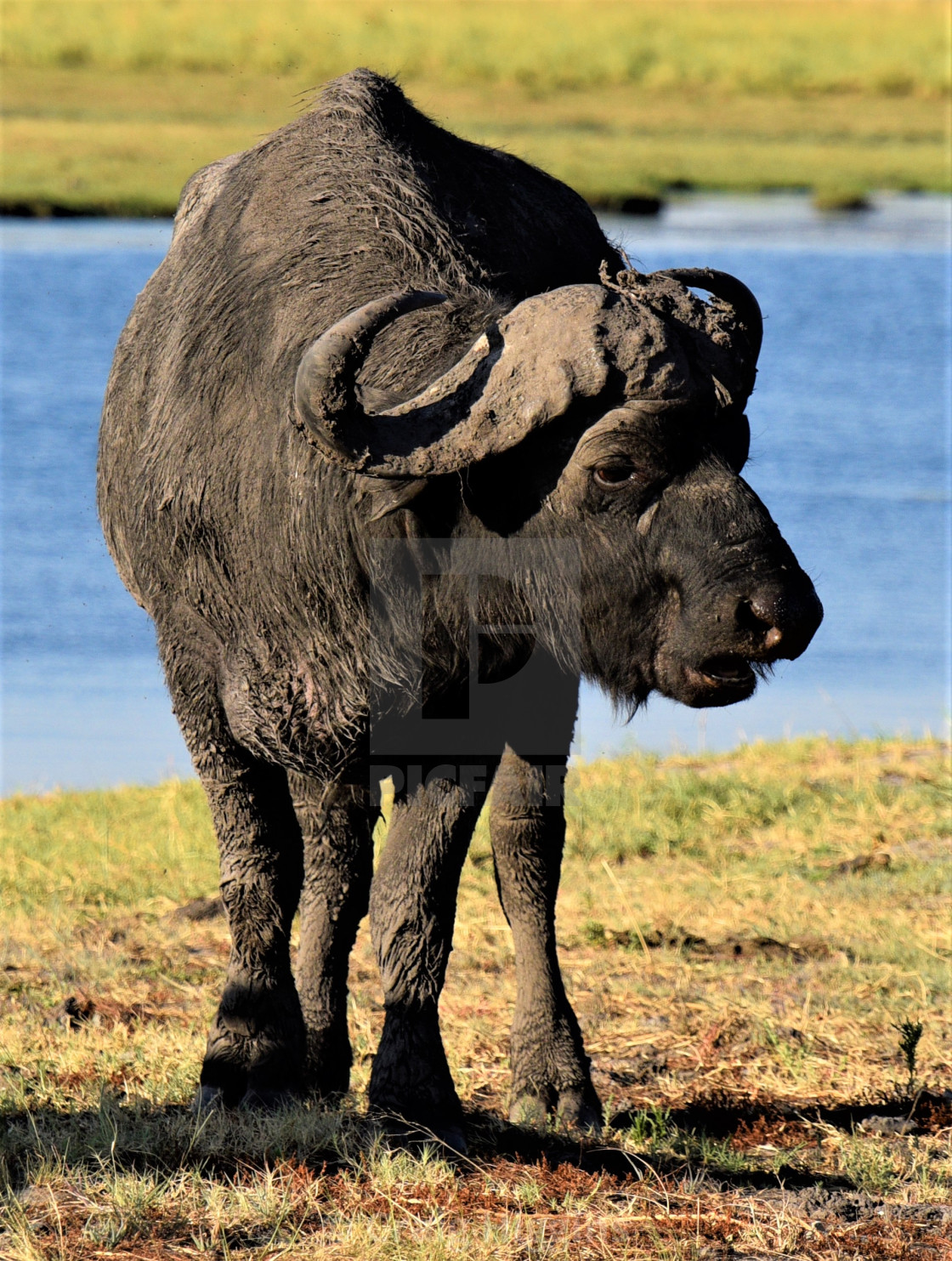 "Cape Buffalo" stock image